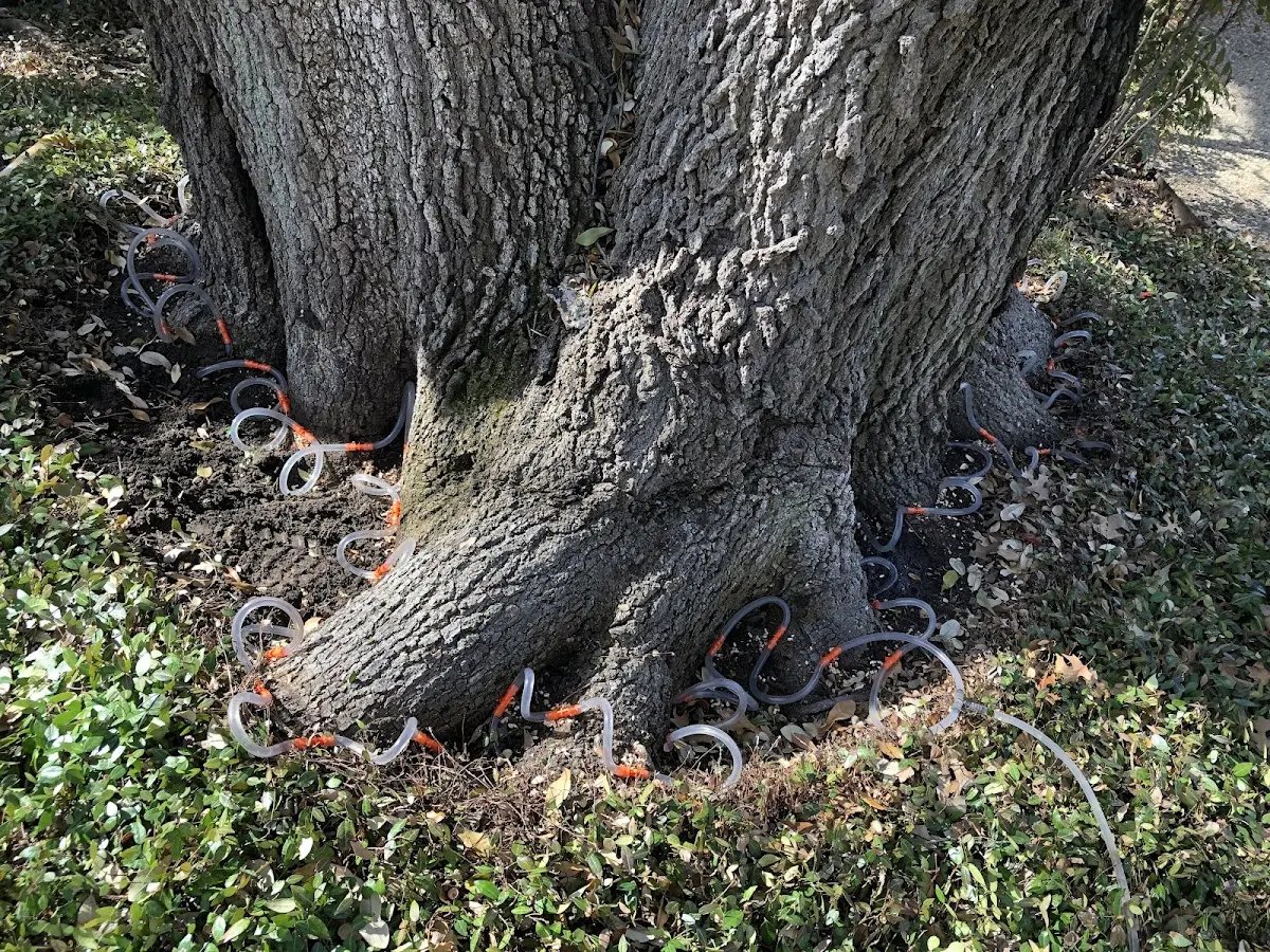Detailed Tree Cabling and Bracing job site in Cummington