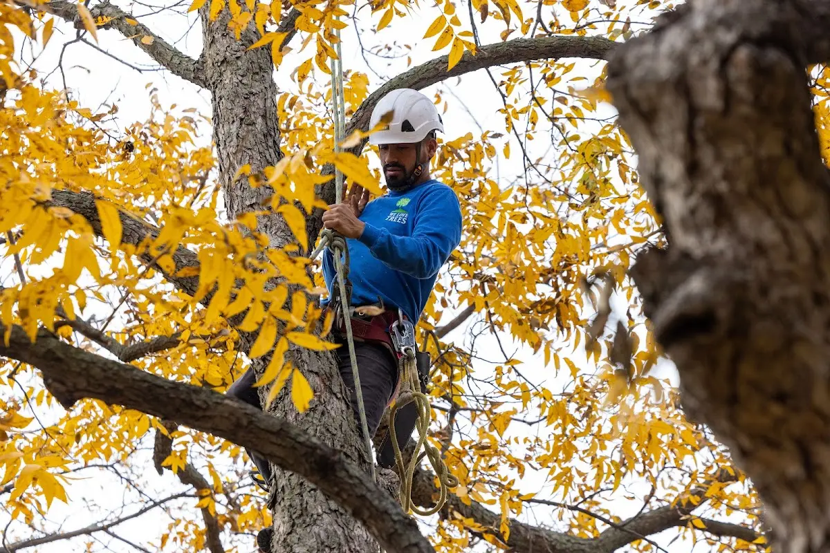 Skilled Storm Damage Cleanup crew working in Cummington