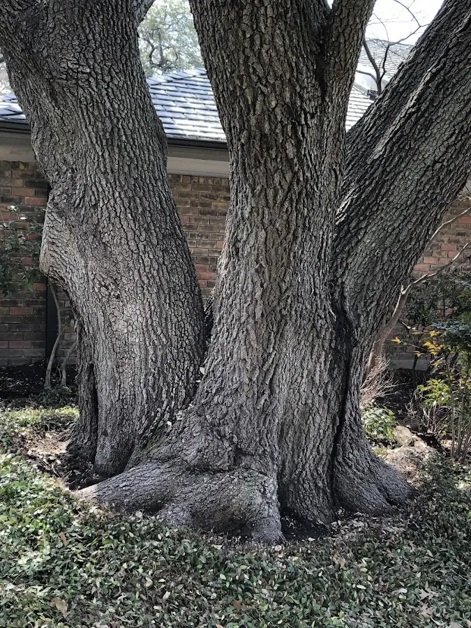 Mature heritage tree close to a Cummington property cared for by certified arborists